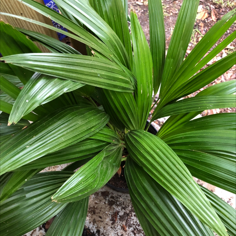 Close-up of a healthy, vibrant green Rhapis palm plant with thin finger-like fronds and no signs of discoloration or disease.