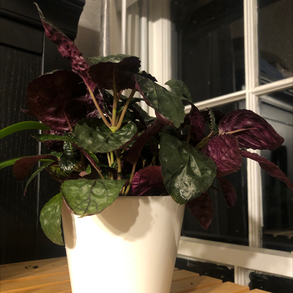 Photo of the plant species Waffle Plant by @steqhhh named merlot on Greg, the plant care app