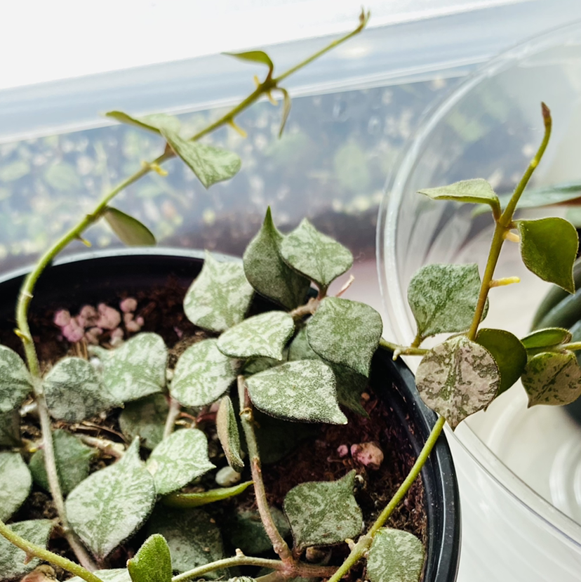 Photo of the plant species Fung Wax Flower by @caleea_s named Rosa on Greg, the plant care app