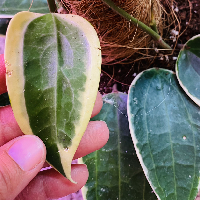 Photo of the plant species Hoya macrophylla 'Albomarginata' by @caleea_s named McKinley on Greg, the plant care app