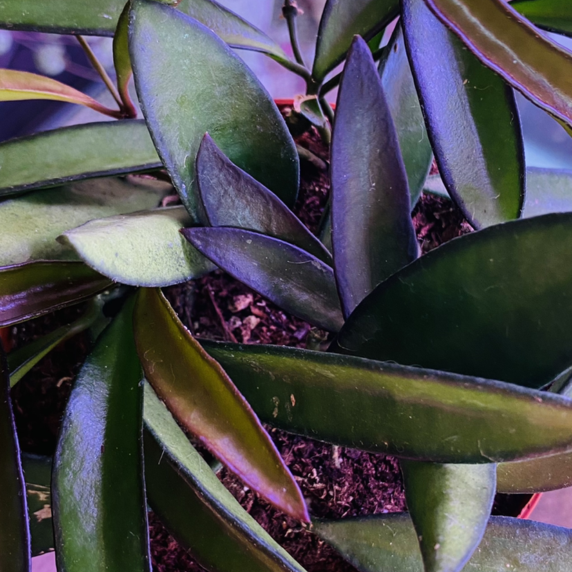 Photo of the plant species Wayetii by @caleea_s named Rainier on Greg, the plant care app