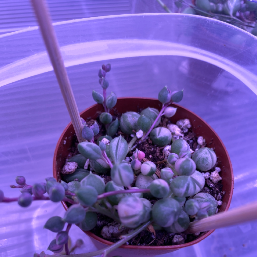 Variegated String of Pearls plant photo by @caleea_s named Sigmund on Greg, the plant care app.