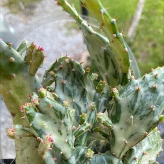 Drooping Prickly Pear plant in Somewhere on Earth