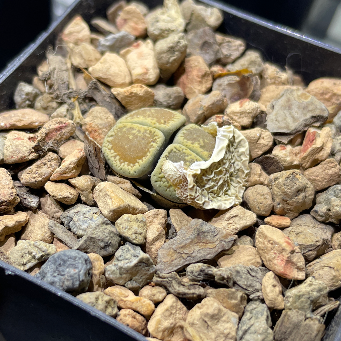 Photo of the plant species Lithops bromfieldii by @Josh named Lithops (1) on Greg, the plant care app