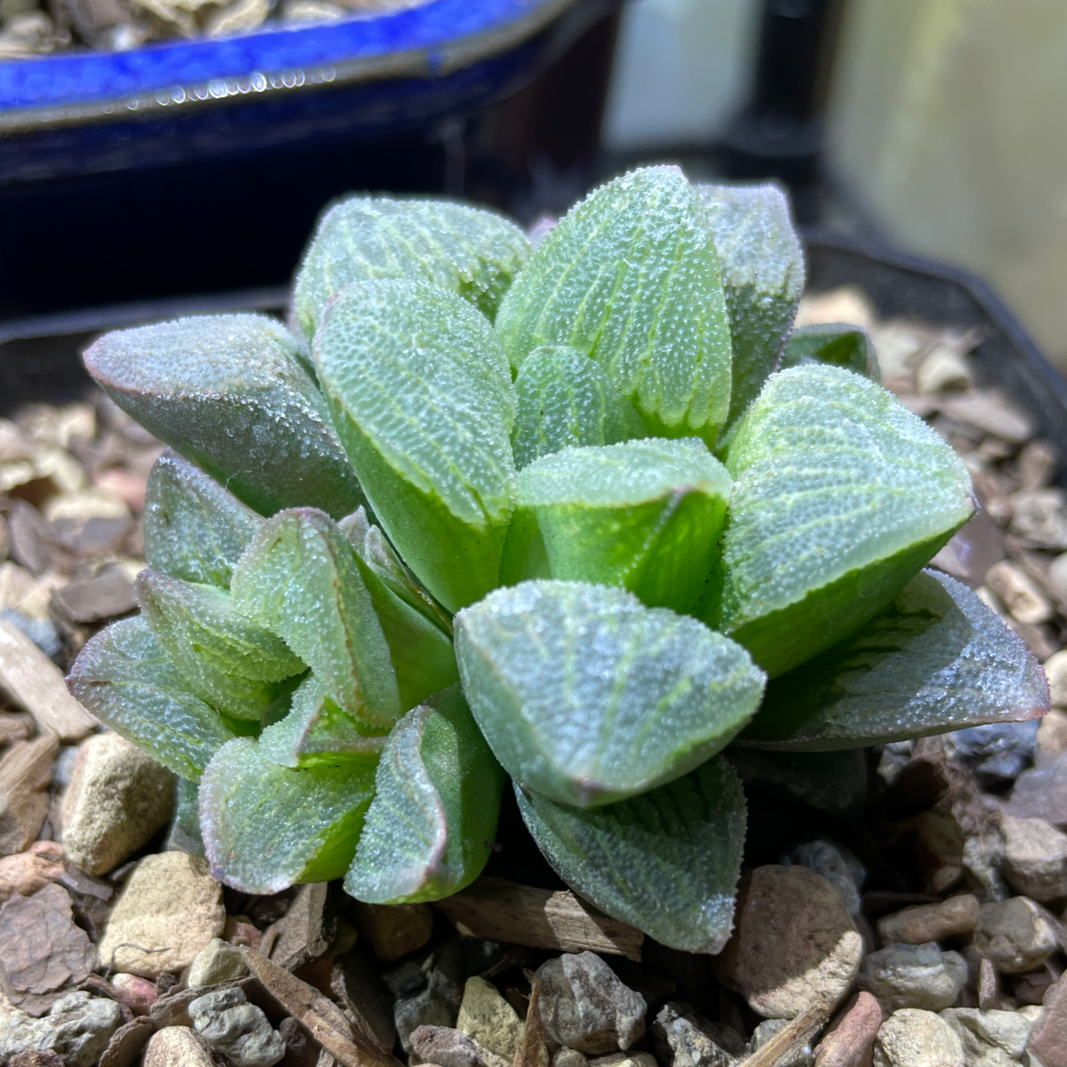 Photo of the plant species Haworthia emelyae by @Josh named Haworthia emelyae on Greg, the plant care app