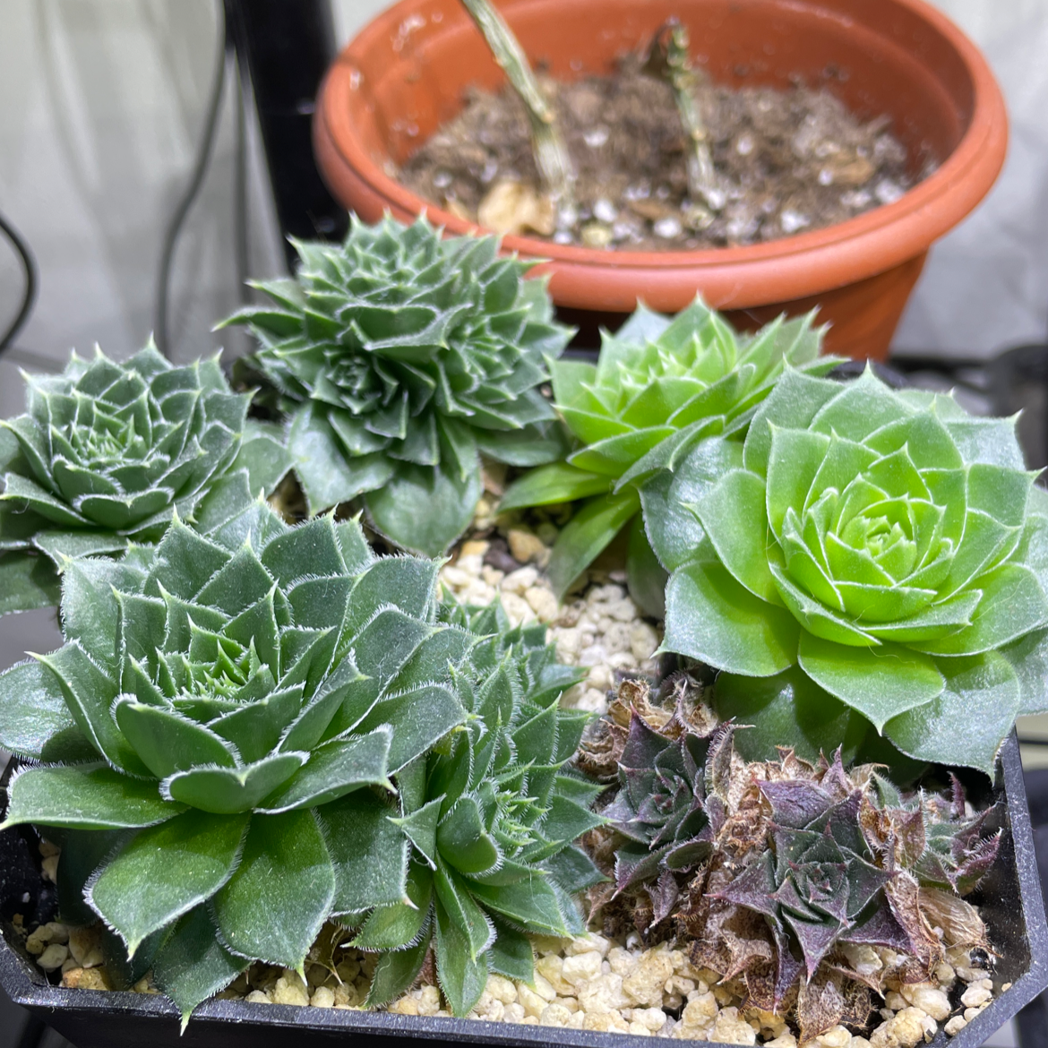 Cobweb Hens and Chicks (Sempervivum arachnoideum) in a pot, some with browning leaves.