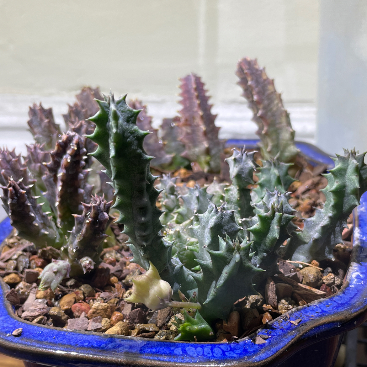 Photo of the plant species Lifesaver Cactus by @Josh named Huernia thuretti on Greg, the plant care app