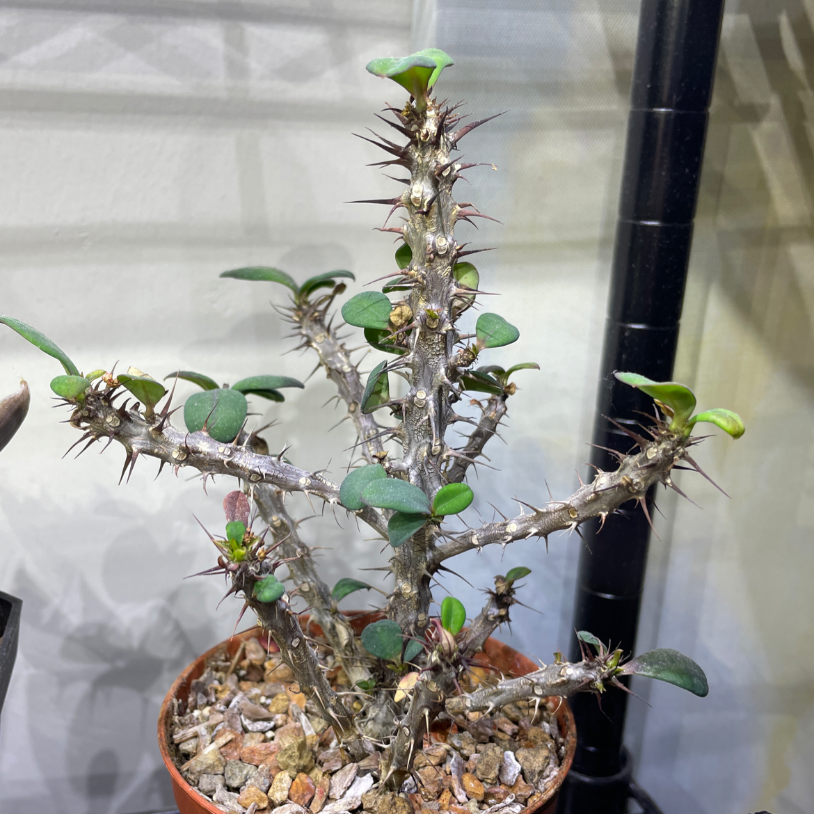 Healthy Crown of Thorns plant with spiky stems, green leaves, and bright red flowers, potted in pebbles.