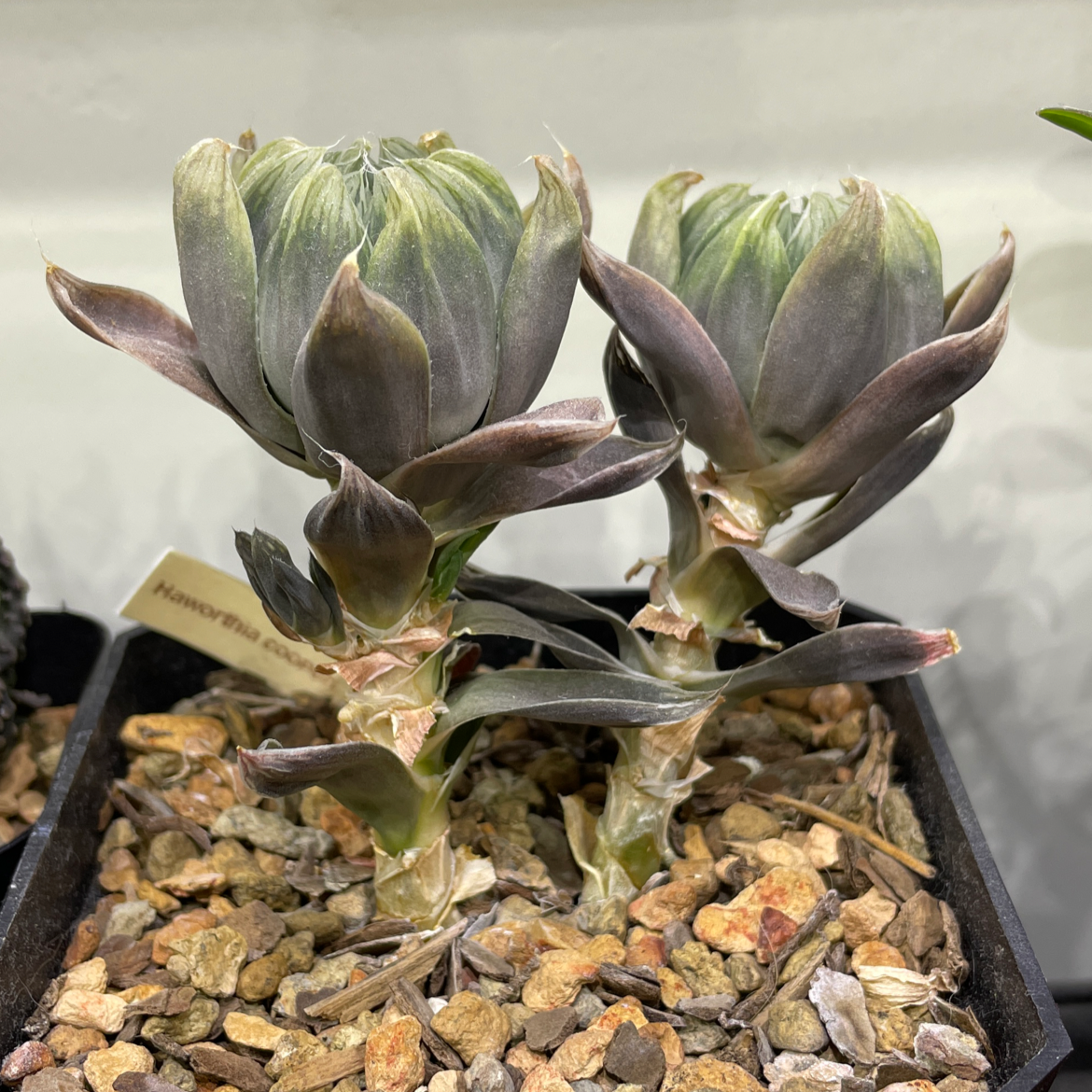 Two Haworthia cooperi plants in a pot with rocky soil, showing some leaf browning.