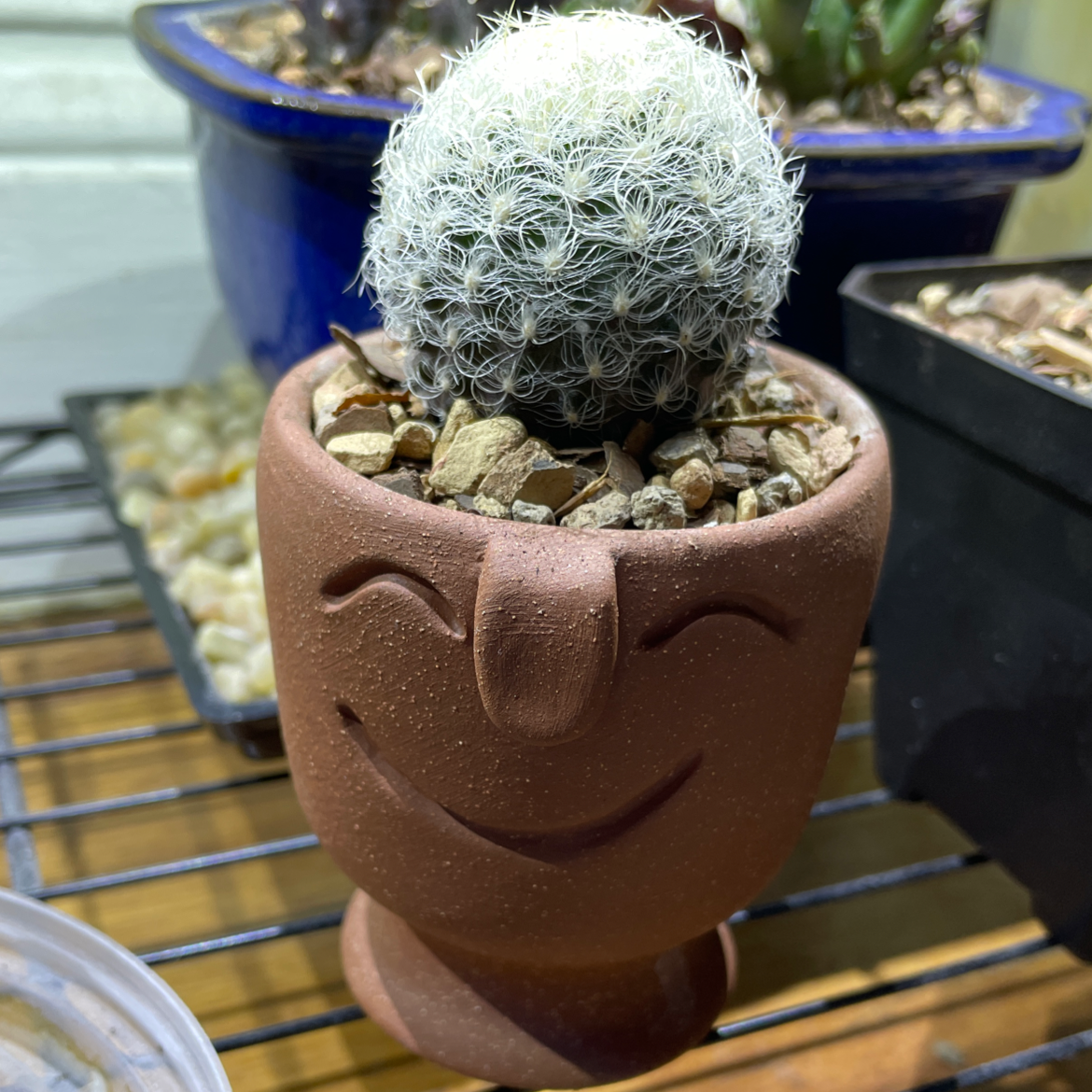 Photo of the plant species Neoporteria nidus senilis by @Josh named Eriosyce senilis on Greg, the plant care app