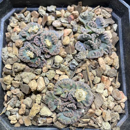 Photo of the plant species Titanopsis Calcarea by @Josh named Titanopsis on Greg, the plant care app
