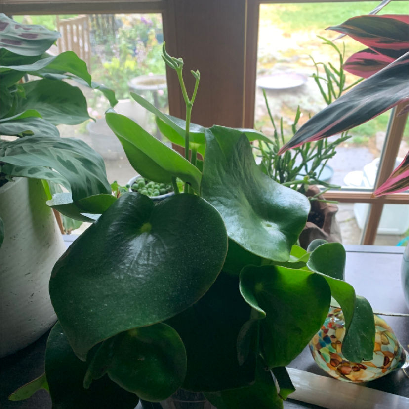 Philodendron Scandens plant photo by @Pamelasplants named Pepperomia owls eye on Greg, the plant care app.