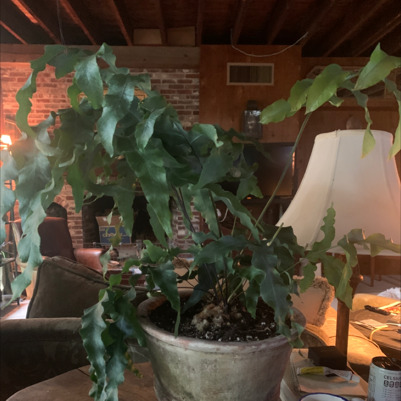 Blue Star Fern plant photo by @Pamelasplants named Bearclaw fern on Greg, the plant care app.