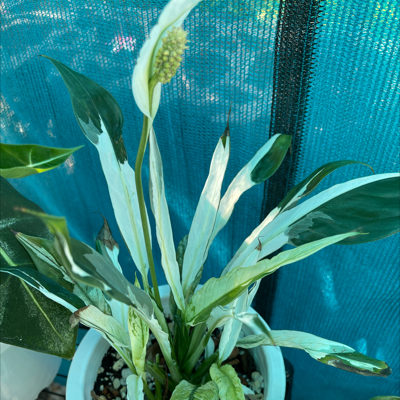 Variegated Peace Lily in a white pot with some browning leaf tips and a visible flower.