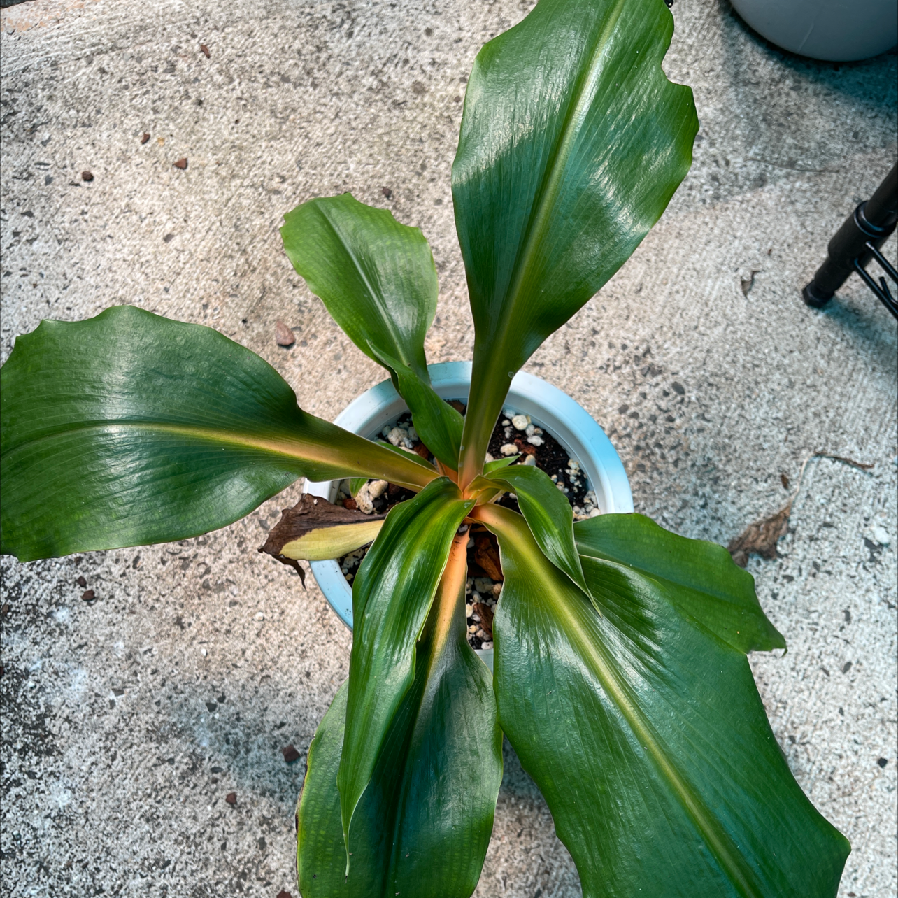 Photo of the plant species Pineapple lily by @TheJungleNook808 named Papaya on Greg, the plant care app