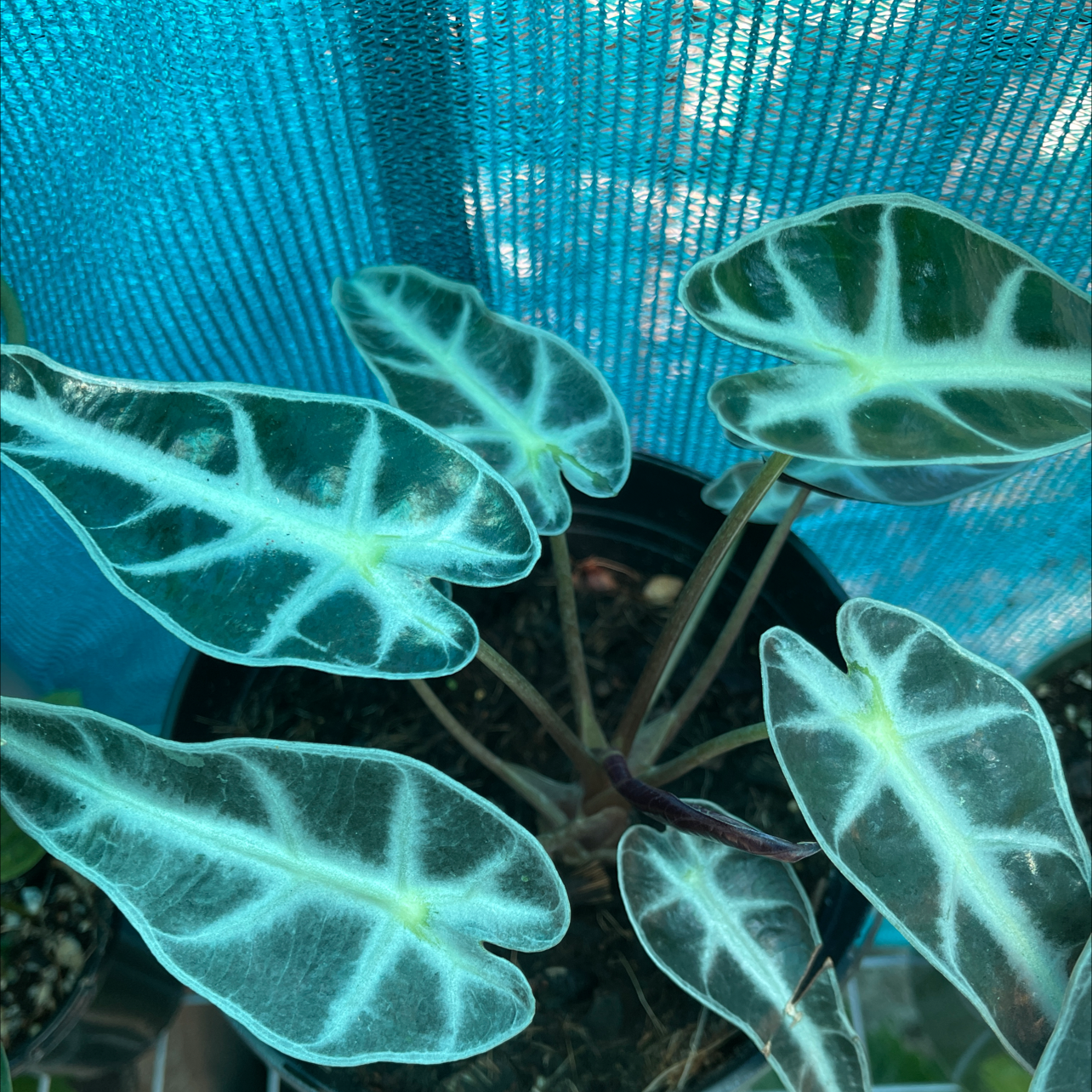 Alocasia 'Bambino' plant with dark green leaves and white veins, healthy appearance.