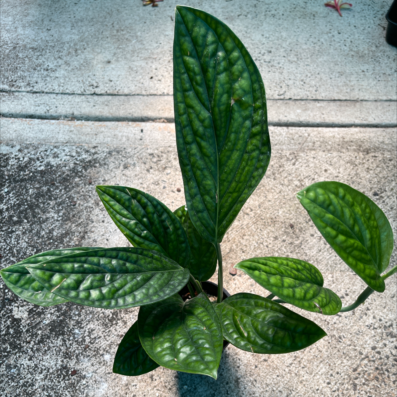 Monstera pinnatipartita plant with healthy, green leaves and characteristic texture.