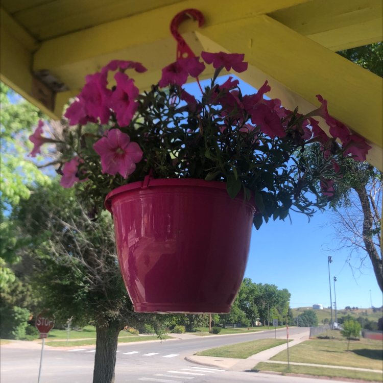 Hanging plant in a pink pot with vibrant pink flowers, labeled as Bright Eyes.