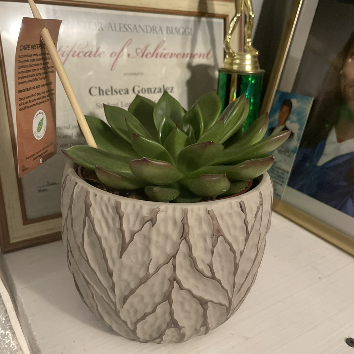 Lipstick Echeveria plant photo by @Chelseagonzalez named Sunny on Greg, the plant care app.