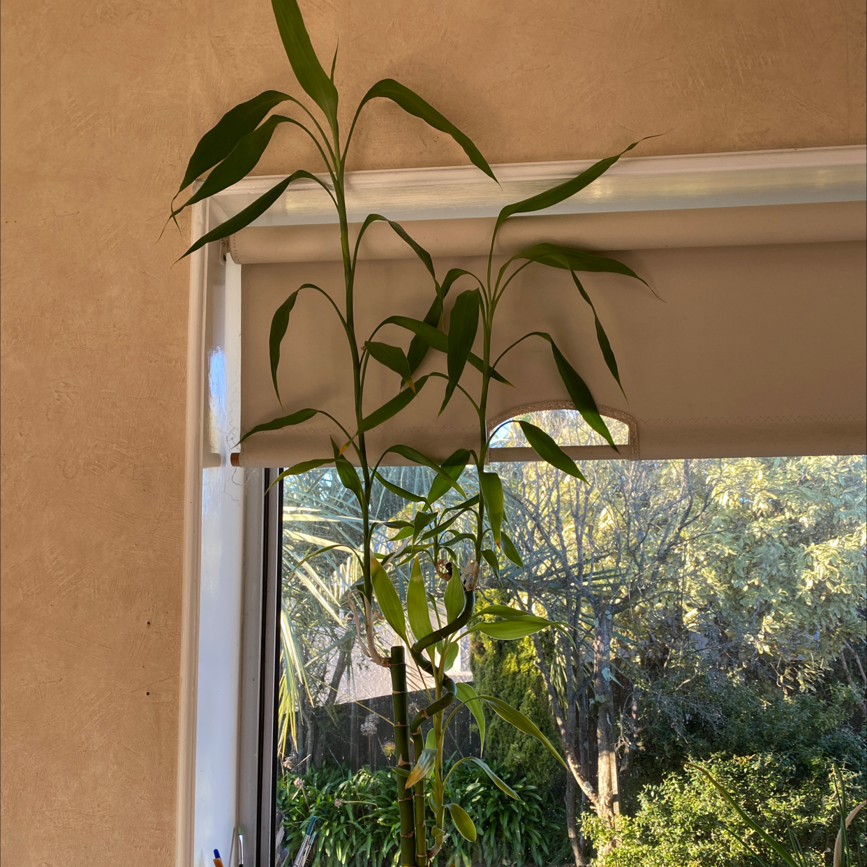 Lucky Bamboo plant photo by @Hel3ng named Your plant on Greg, the plant care app.