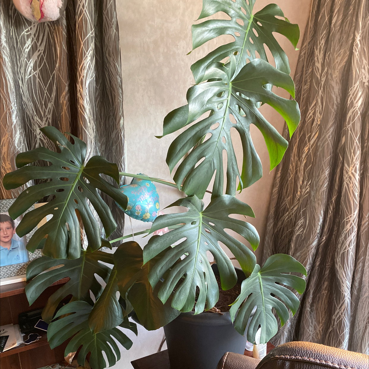 Monstera plant photo by @Hel3ng named Your plant on Greg, the plant care app.