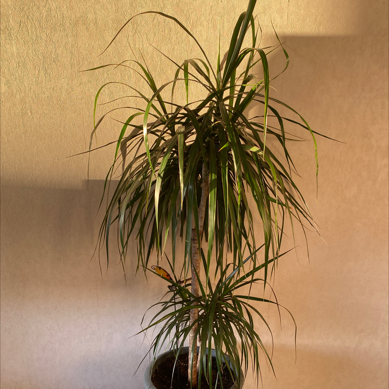 Dragon Tree plant photo by @Hel3ng named Your plant on Greg, the plant care app.