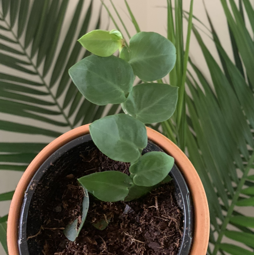 Potted Rhaphidophora hayi plant with healthy green leaves and visible soil.