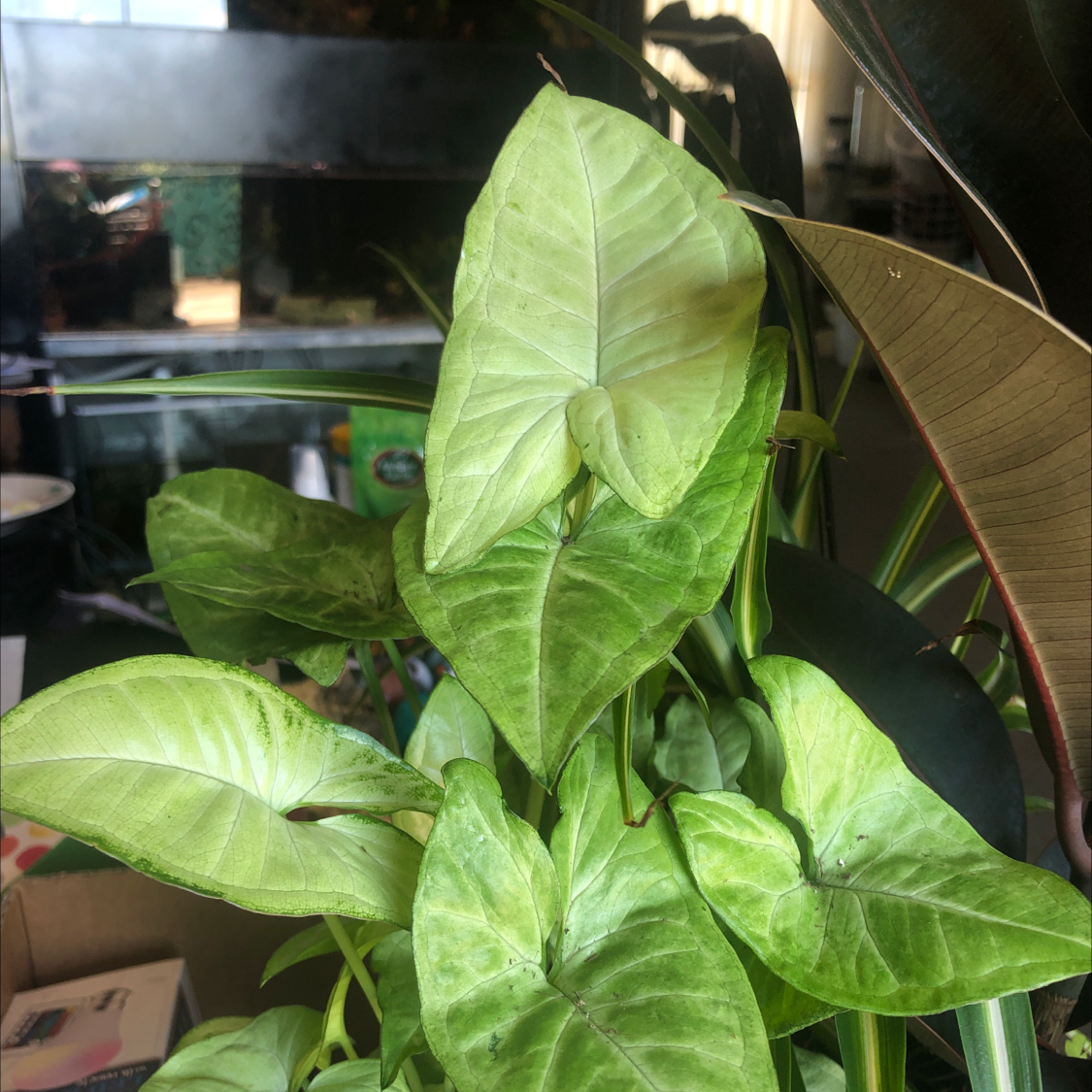 Syngonium 'White Butterfly' plant with light green leaves, well-framed and in focus.