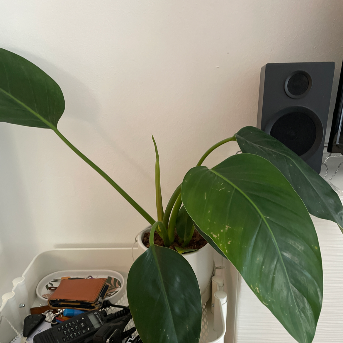 Philodendron 'Congo' plant in a white pot with large green leaves, minor yellowing visible.