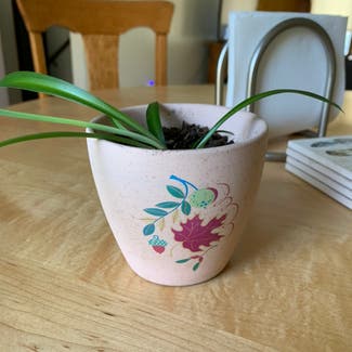 Spider Plant plant in Grand Junction, Colorado