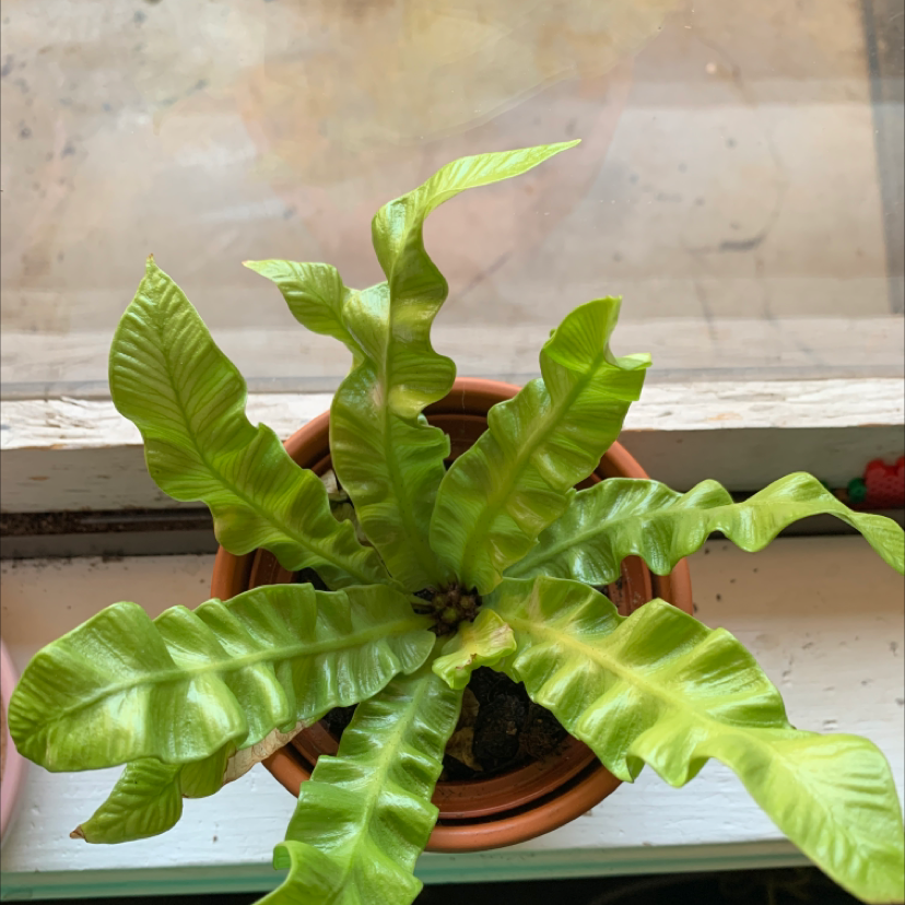 Photo of the plant species Bird's Nest Fern by @celestialxbee named Jennifern on Greg, the plant care app