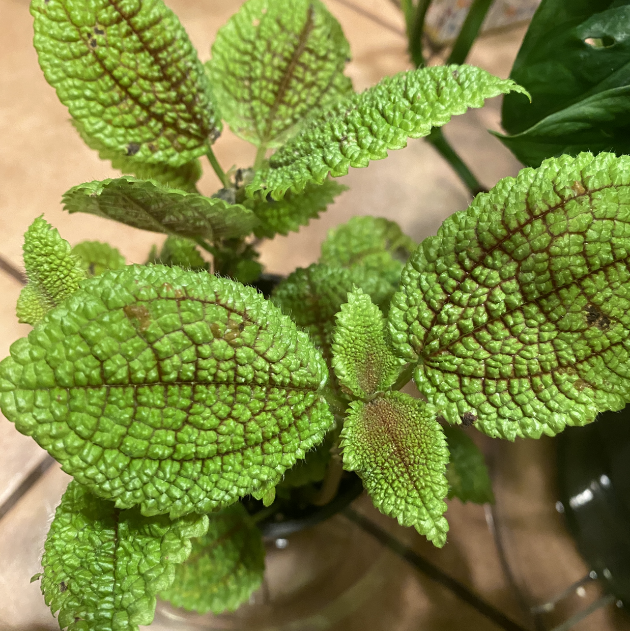 Close-up of a healthy Pilea mollis plant with textured green leaves and red veins.