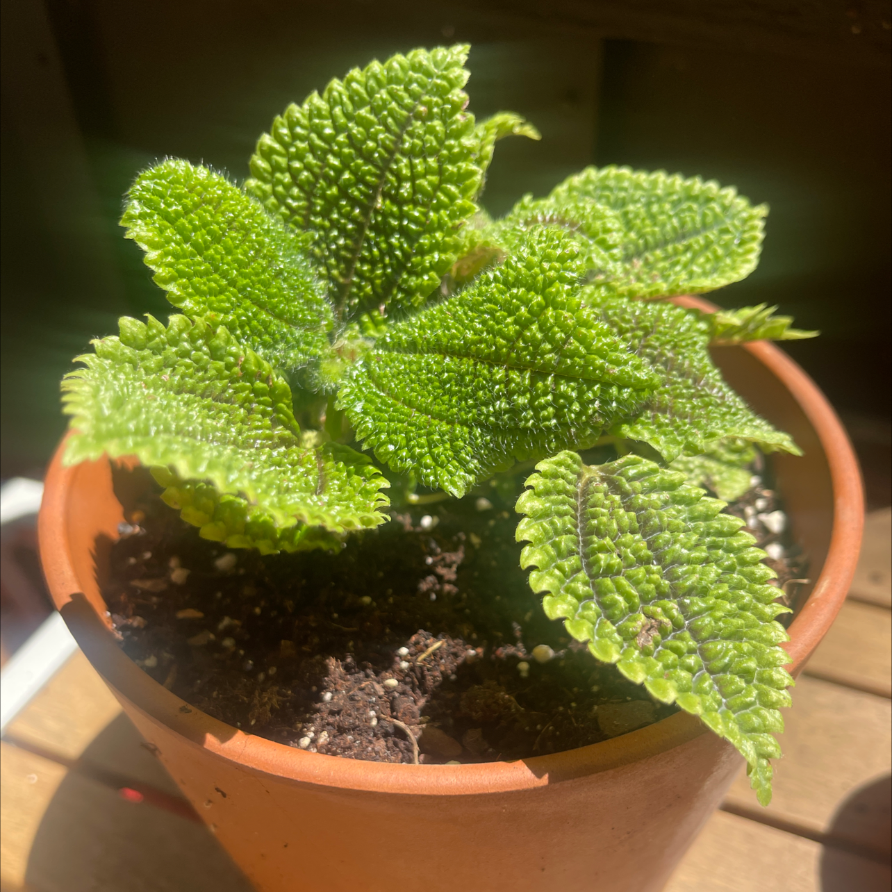 Pilea mollis plant in a terracotta pot with vibrant green leaves and minor browning.
