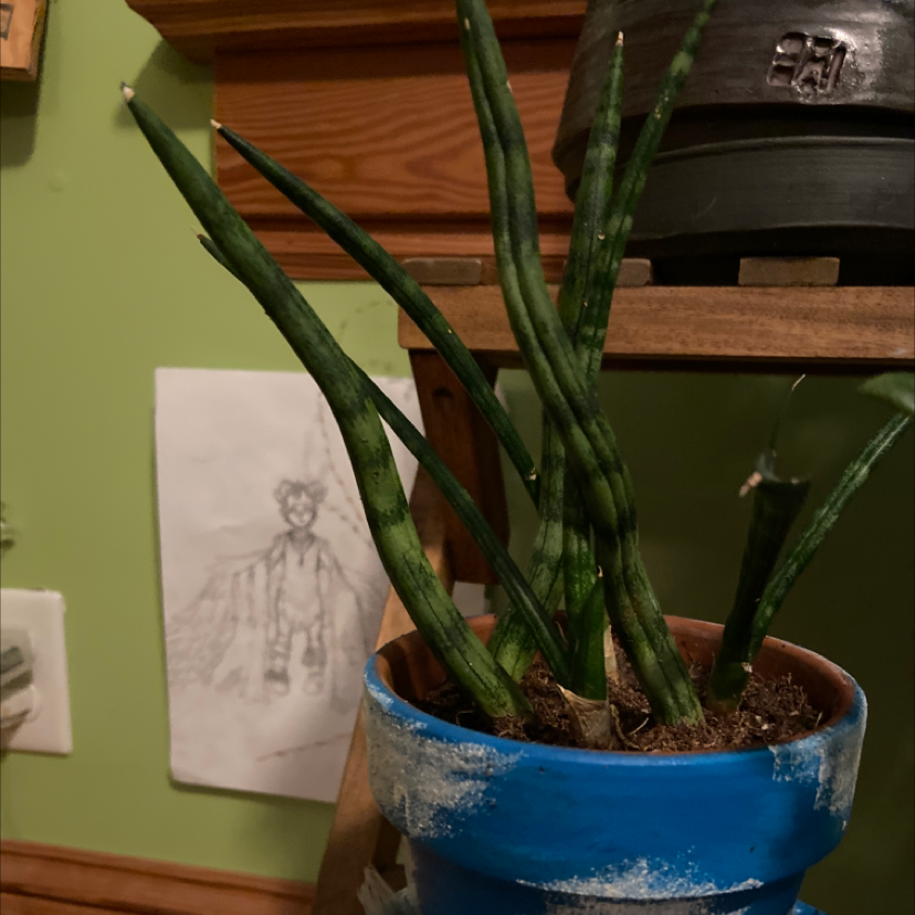 Cylindrical Snake Plant plant photo by @mugofsnails named Your plant on Greg, the plant care app.