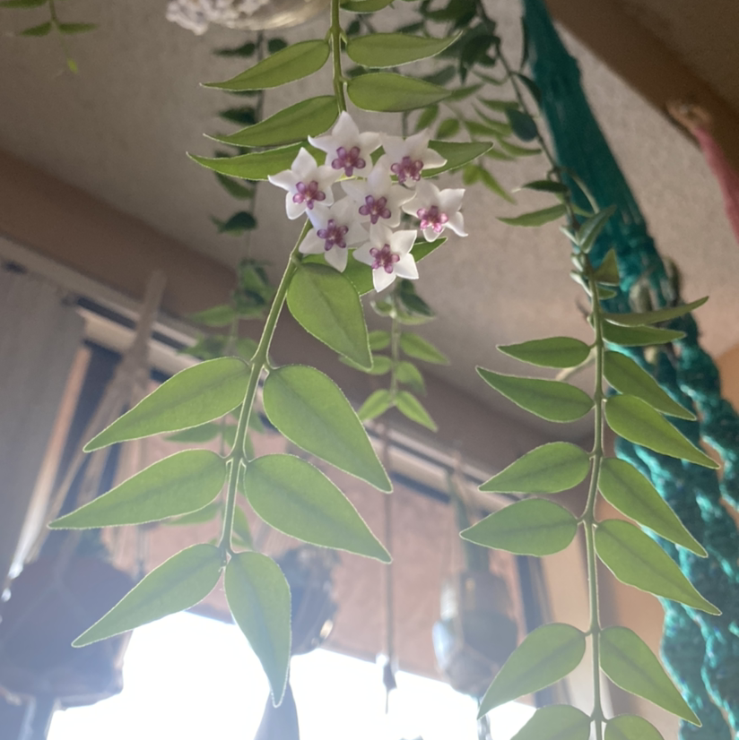 Photo of the plant species Hoya Bella by @virtualghostexe named Kyungsoo on Greg, the plant care app