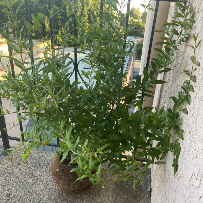 Photo of the plant species Pomegranate by @virtualghostexe named Persephone on Greg, the plant care app