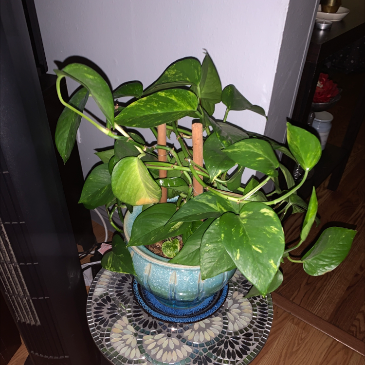 Taro Vine plant photo by @rami.the.plant.guy named Big boy on Greg, the plant care app.