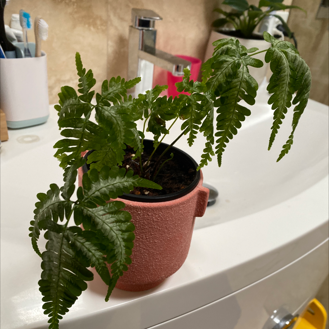 Photo of the plant species Pentagramma triangularis by @theqza named James Dean on Greg, the plant care app