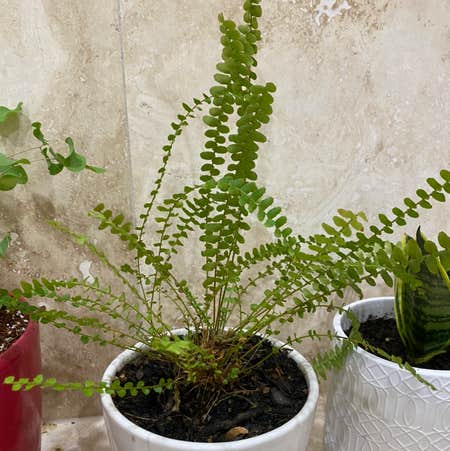 Photo of the plant species Maidenhair Spleenwort by Theqza named Sonora on Greg, the plant care app