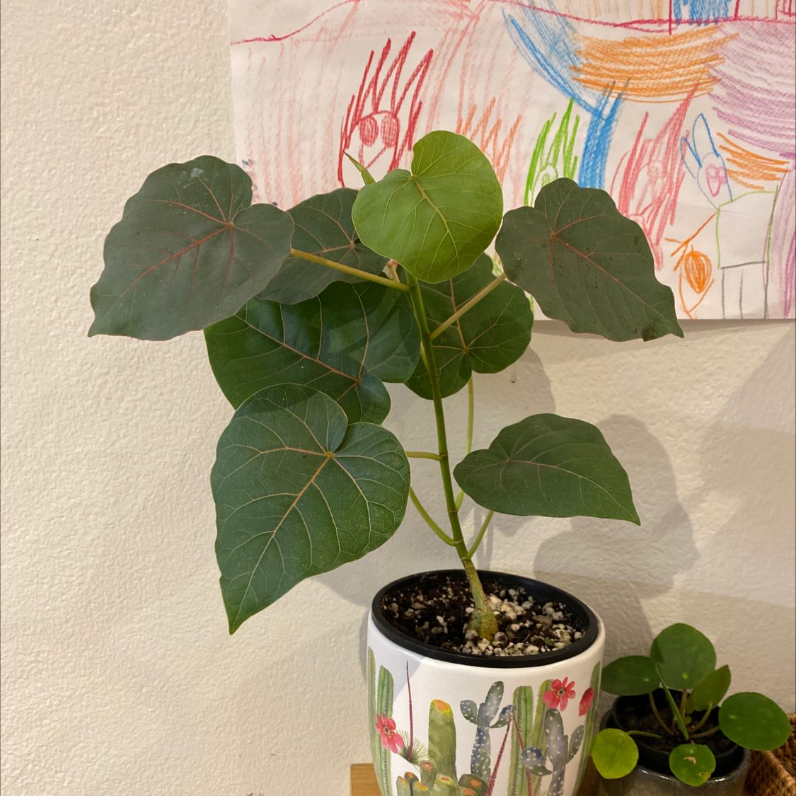 Petiolate Fig plant with large, heart-shaped leaves in a decorative pot indoors.