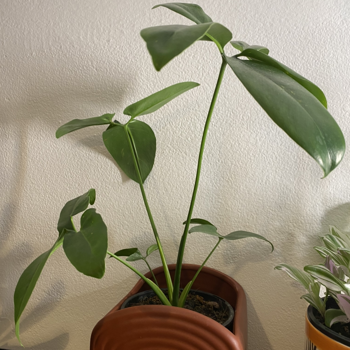 Thaumatophyllum spruceanum plant in a pot with visible soil and healthy green leaves.