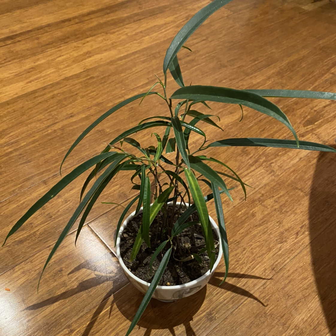 Ficus Alii plant in a small pot with long, slender leaves.