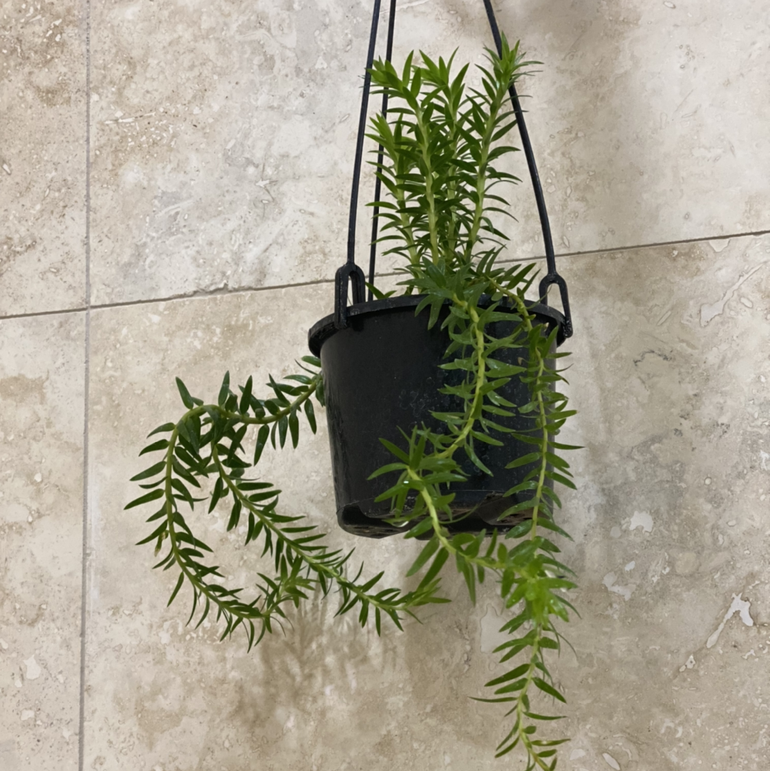 Plant care for Huperzia australiana on Greg, the plant care app