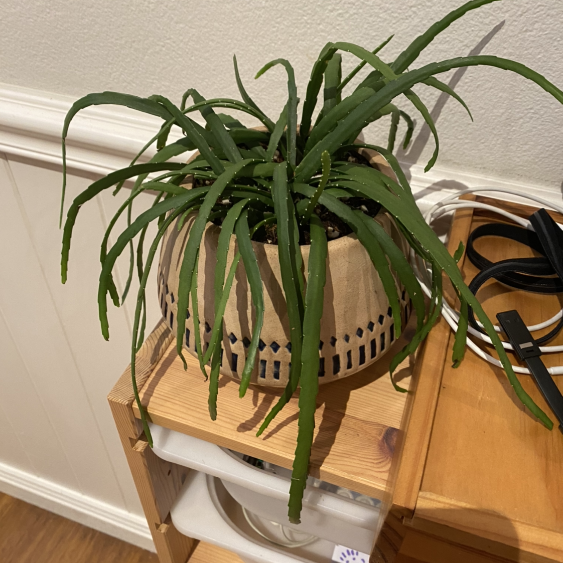 Photo of the plant species Pfeiffera boliviana by @theqza named Maya on Greg, the plant care app