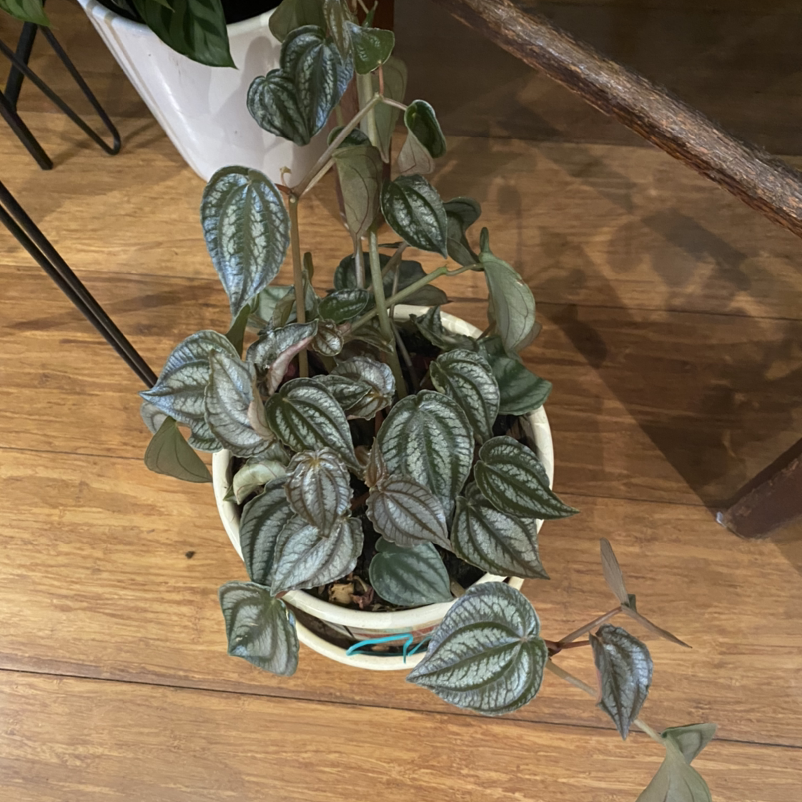 Photo of the plant species Peperomia 'Red Watermelon' by @theqza named Forrest on Greg, the plant care app