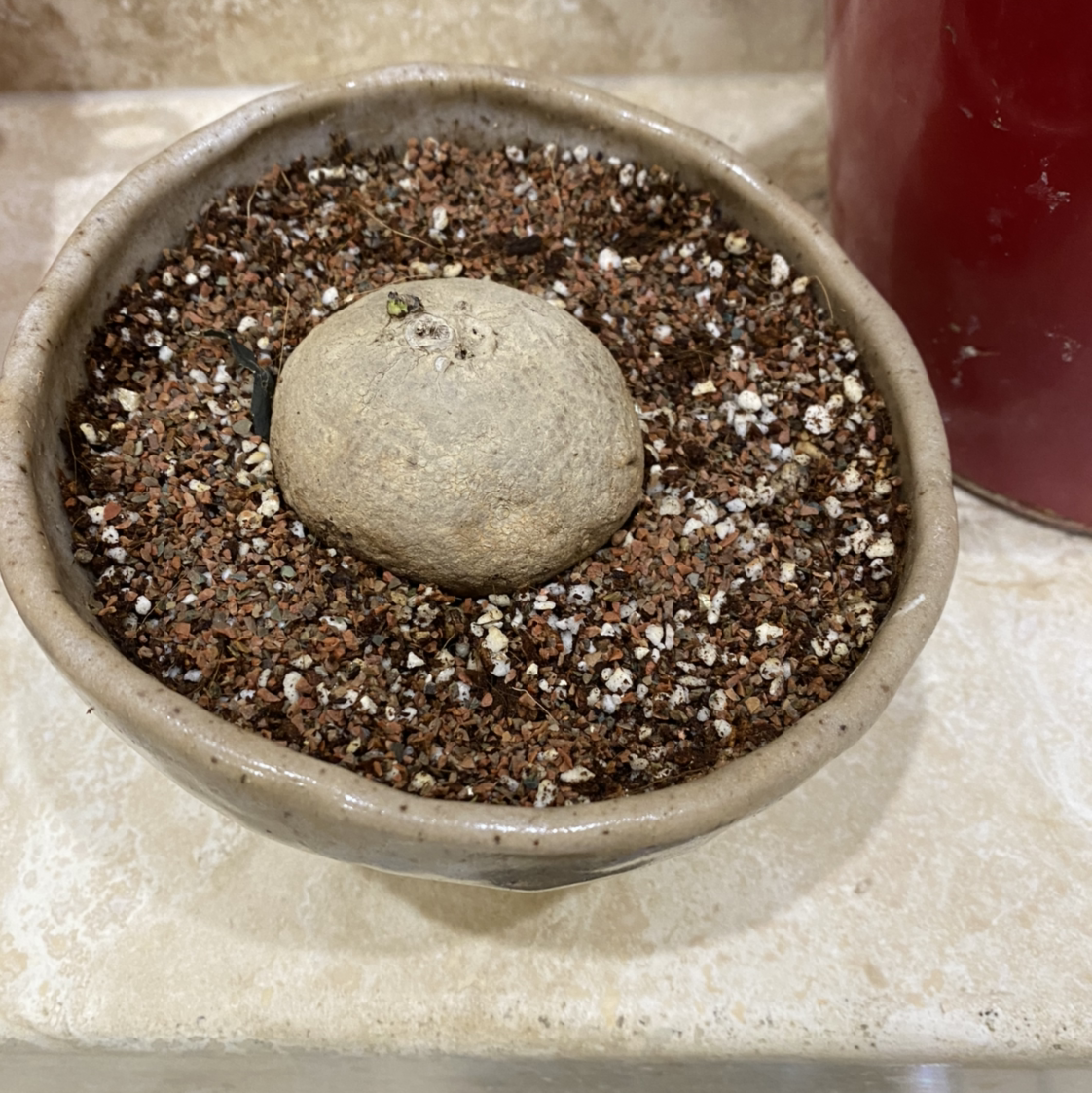 Potted Stephania erecta plant with visible bulb in soil.