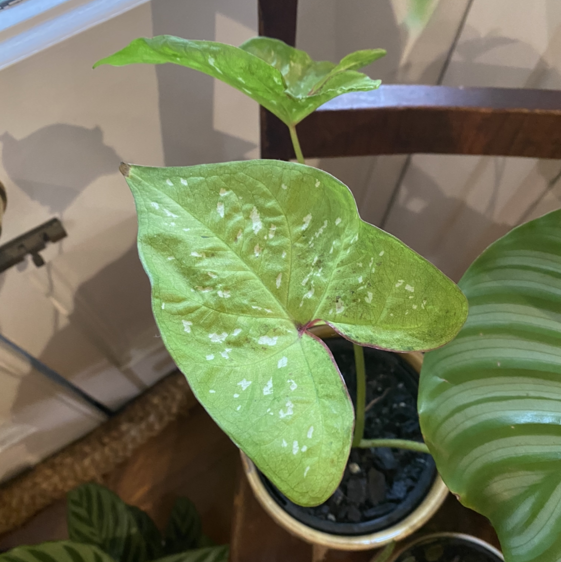 Photo of the plant species Caladium 'Tie-Dyed Tree Frog' by @theqza named Kanye on Greg, the plant care app