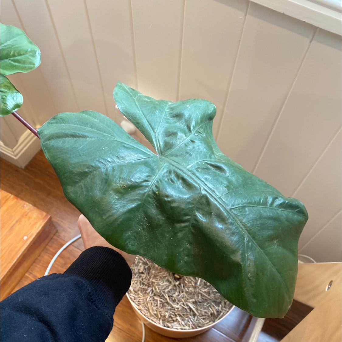 Alocasia 'Imperial Red' plant with large green leaves, hand holding one leaf, soil visible.