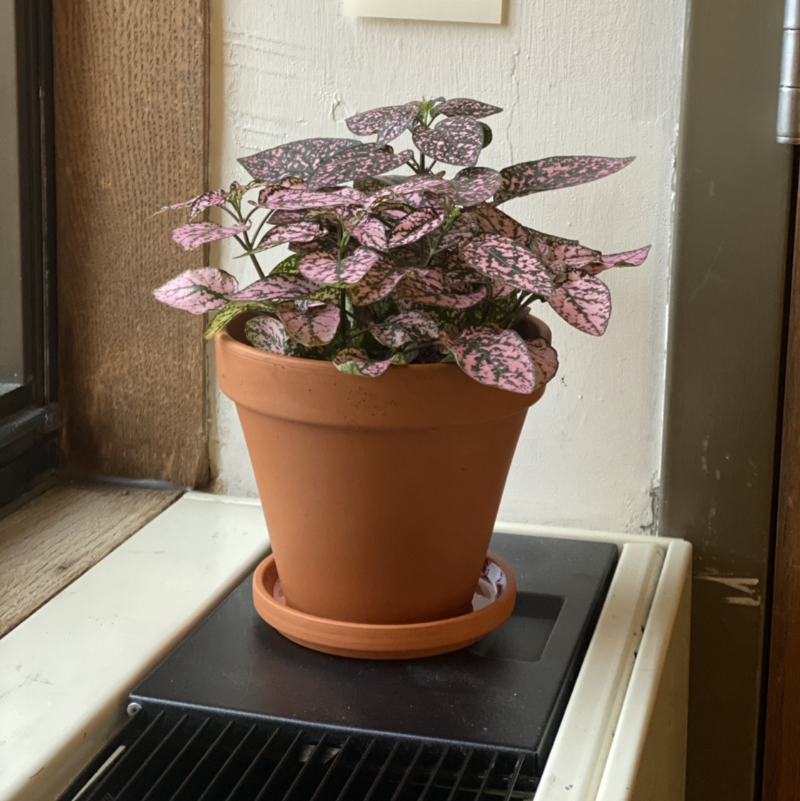 Polka Dot Plant plant photo by @dickbandit named Shelly on Greg, the plant care app.