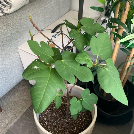 Photo of the plant species Brown Turkey Fig by Ed117 named Moe on Greg, the plant care app